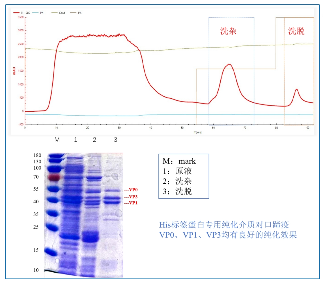 口蹄疫疫苗纯化工艺路线之重组标签蛋白工艺