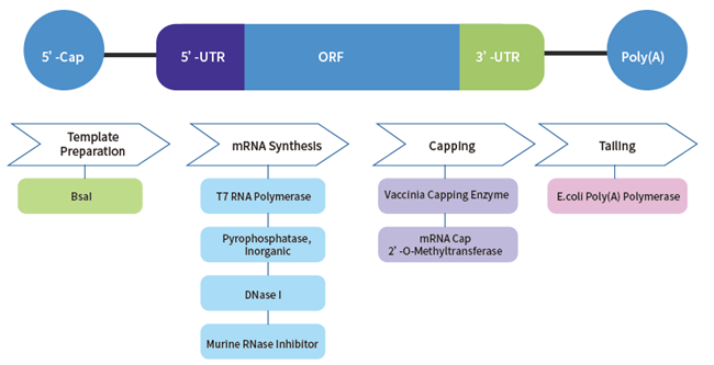 Solutions for mRNA in vitro Synthesis