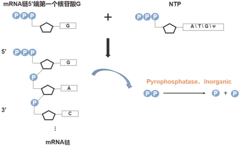 Solutions for mRNA in vitro Synthesis