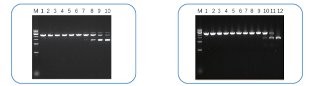 Solutions for mRNA in vitro Synthesis