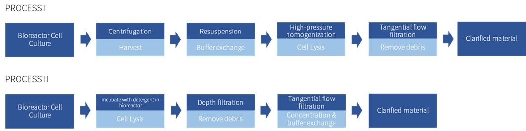 Cell Lysis: Method Selection and Optimization for Various Types of Target Products