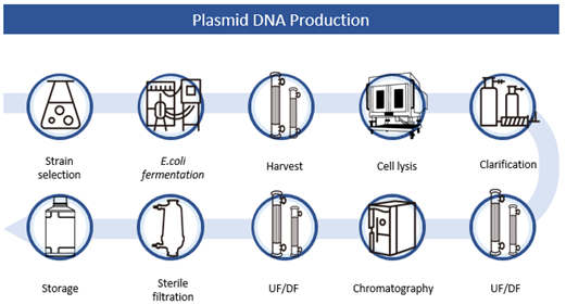 Plasmid DNA